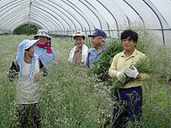 日本一のかすみ草の産地 昭和村紹介 からむし織の里 福島県昭和村ホームページ 大沼郡