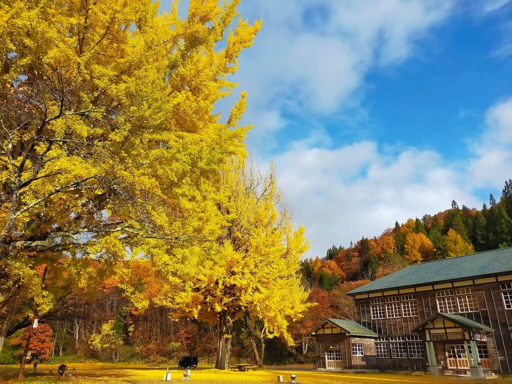 喰丸小の校庭と樹齢120年超のイチョウの木