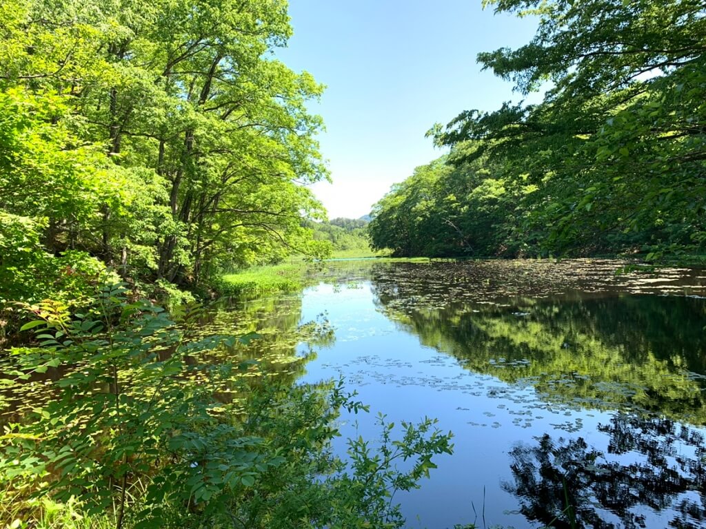 夏の矢野原湿原