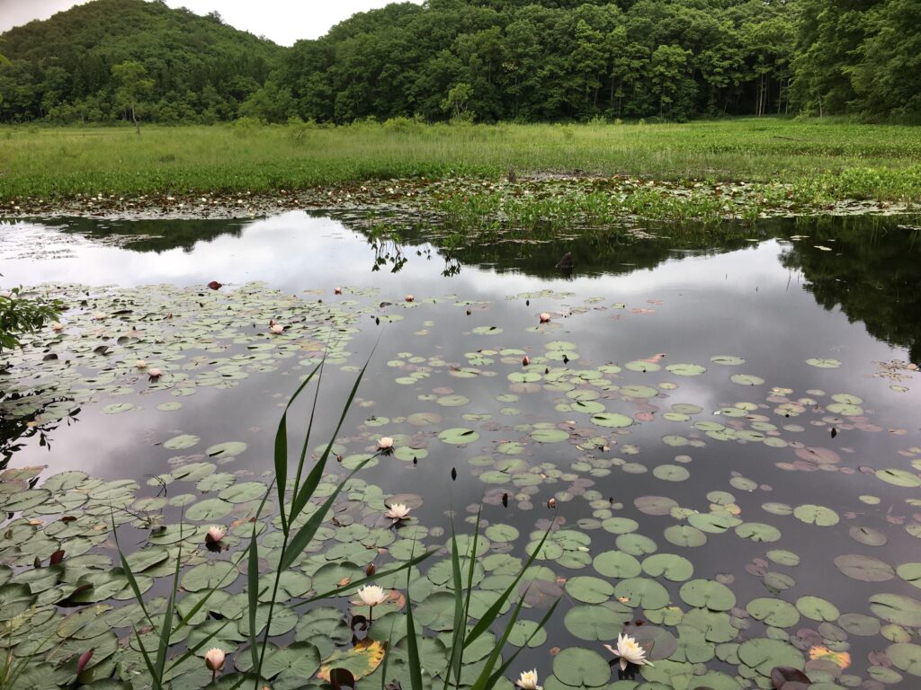 左：駆除前（令和２（2020）年7月3日）